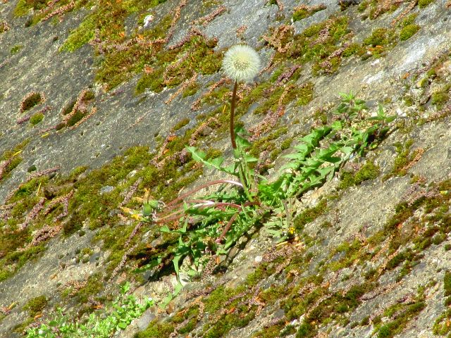 Dandelion seed head