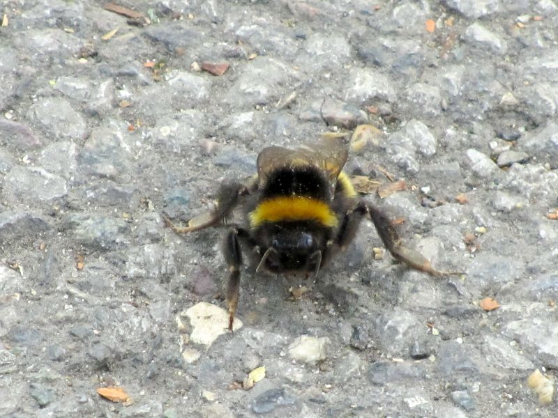 bumble bee