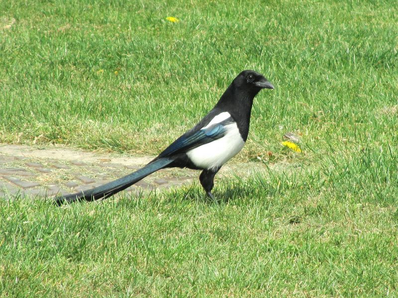 Magpie