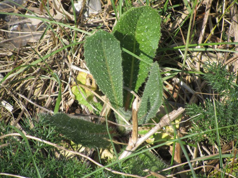 unidentified plant on Whitstable beach