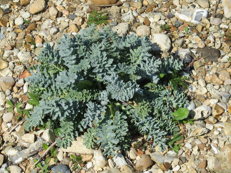 sea kale