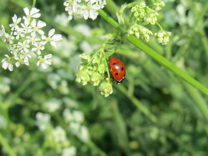 ladybird