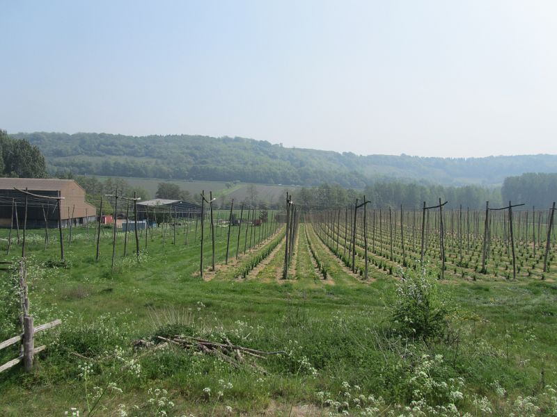 view of the hop fields and lavendar fields in the far distance