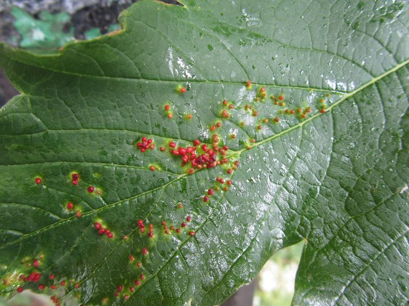 Galls on plane tree leaf