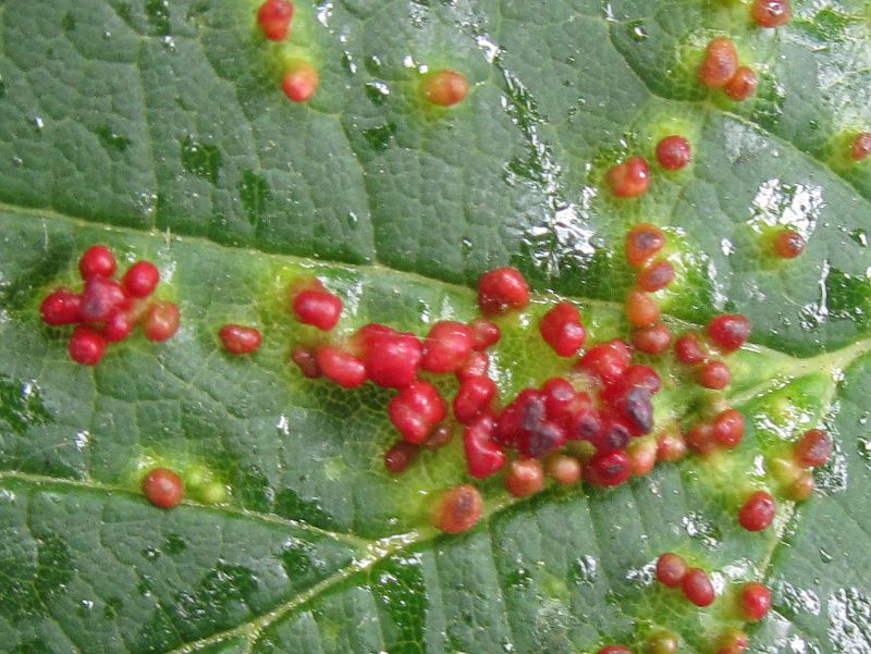 close up on galls