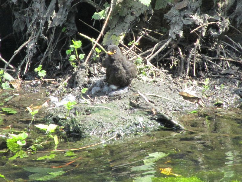 Baby bird by river