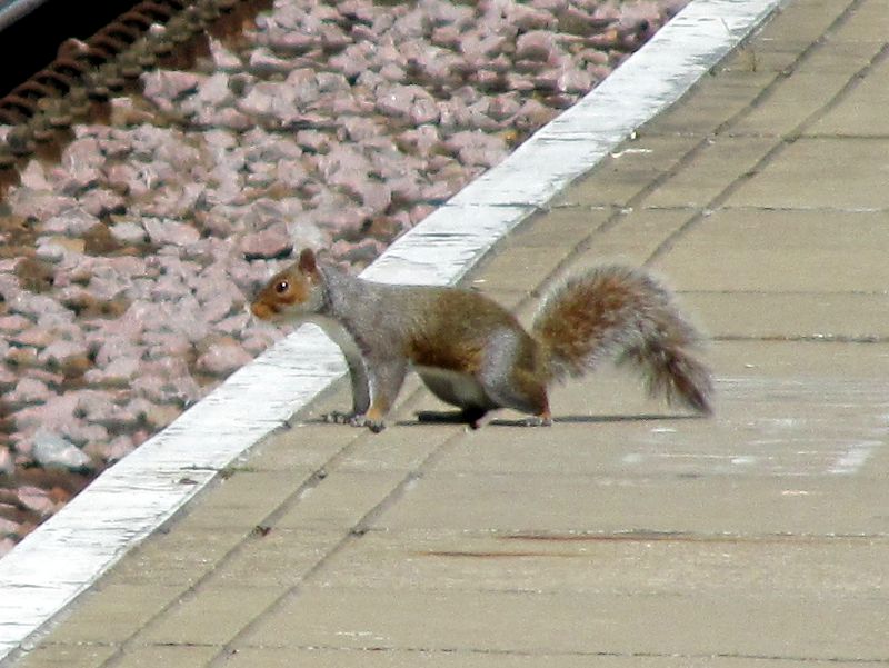 squirrel on the platform edge of Catford station