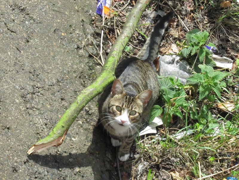 cat hunting on the banks of The River Wandle