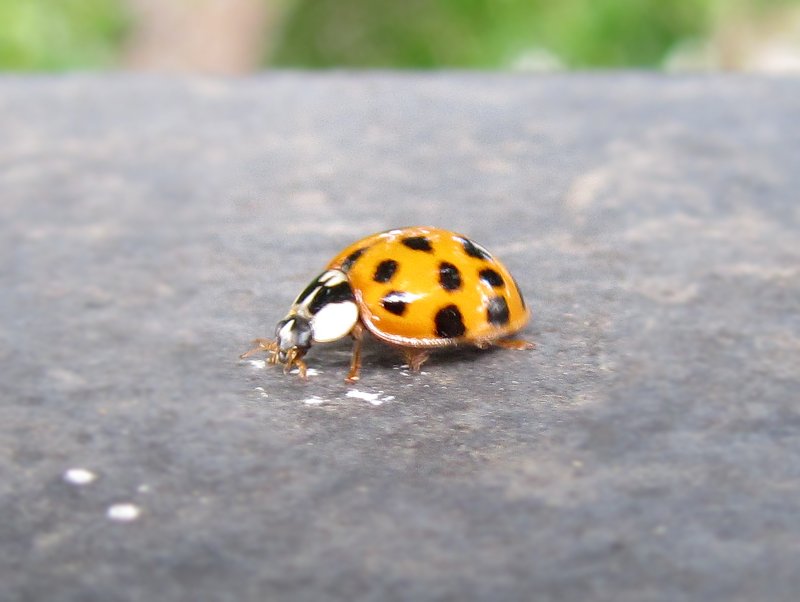 harlequin ladybird