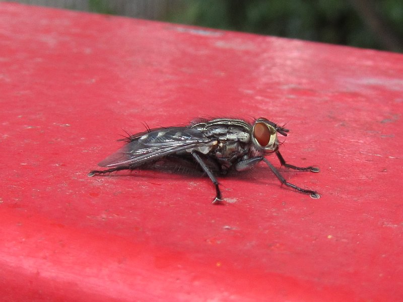 close up of red eyed fly