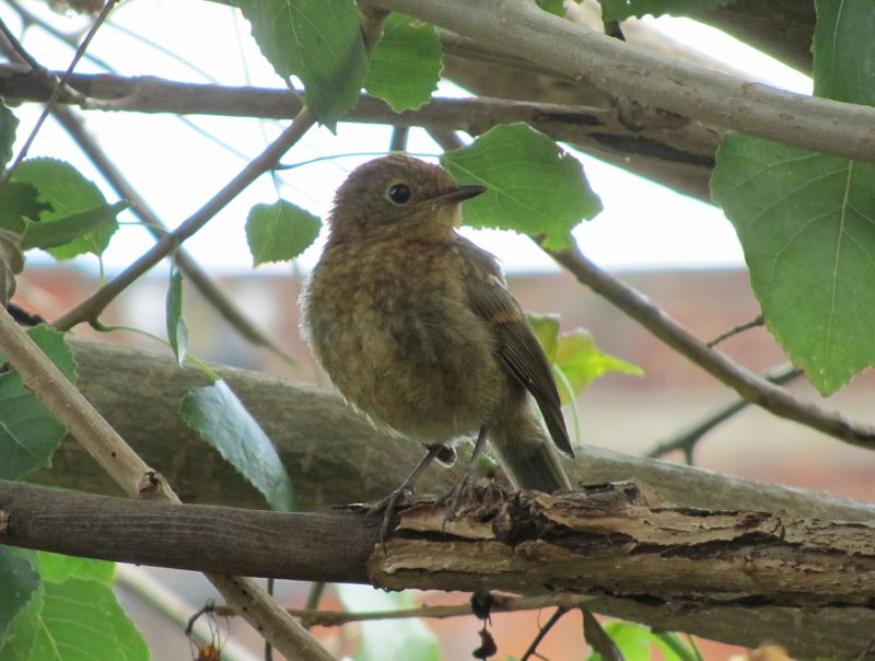 Unidentified bird in a tree