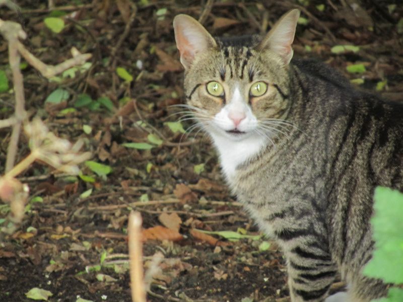 tabby cat looking like a wild cat on the river bank