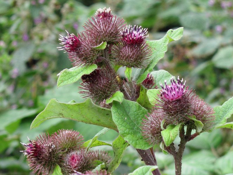 Burdock flower head