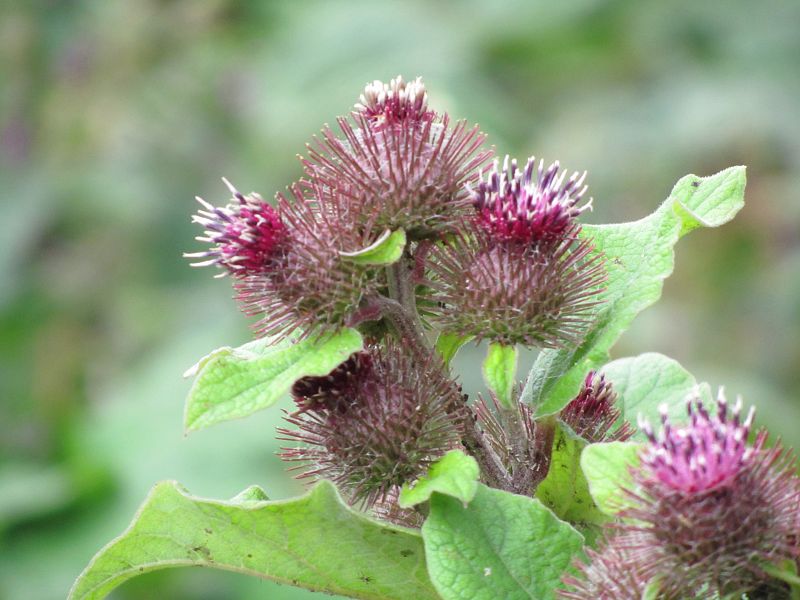 Burdock flower head