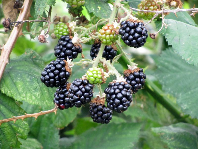 Blackberries