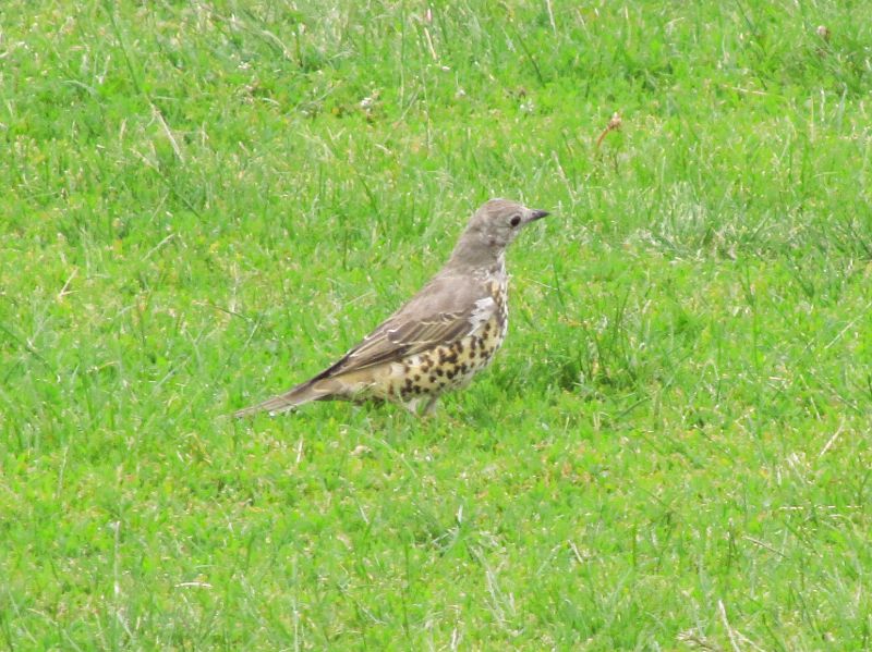 A Thrush