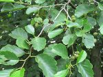 unknown fruit on unknown tree