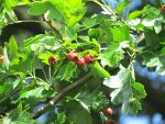 hawthorn berries