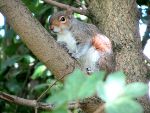 grey squirrel