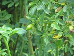 unripe rose hip