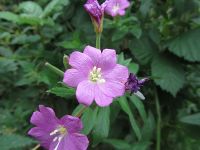 purple flower