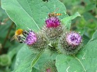 burdock flowers with bee and hoverfly