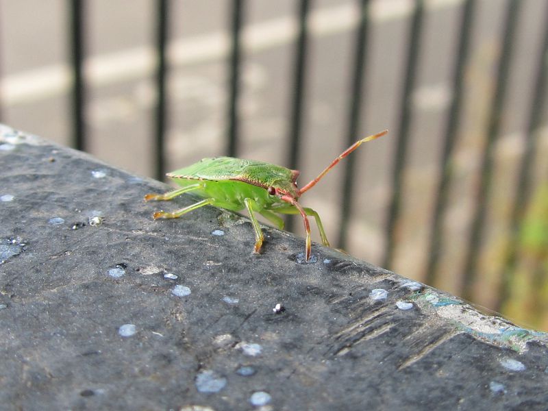 bright green bug of some sort
