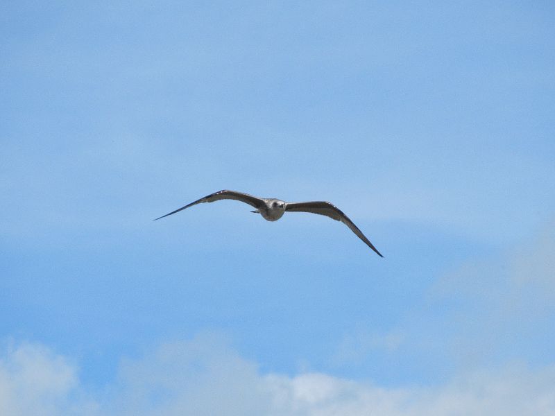 seagull in flight