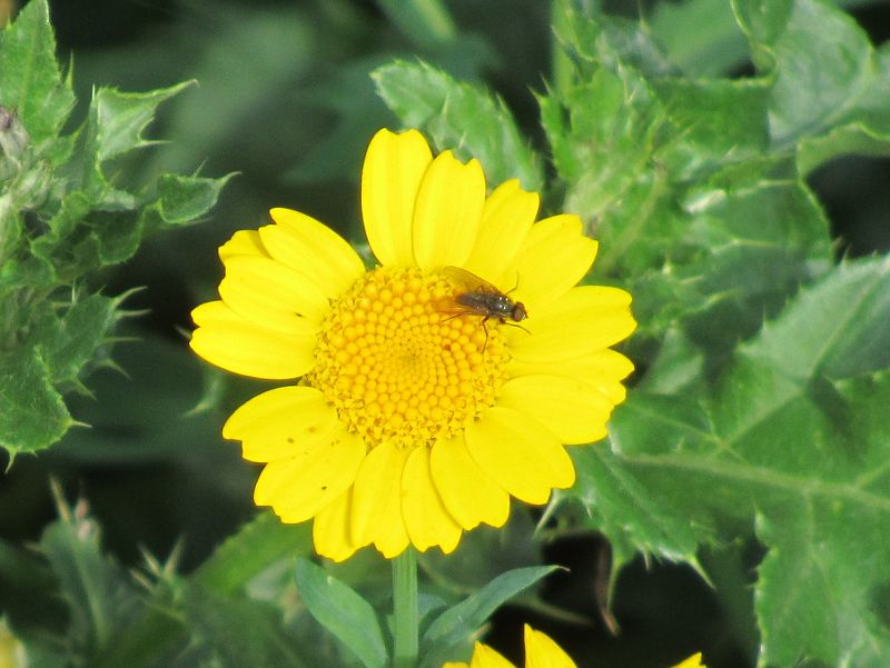 a nice bright yellow flower being visited by a fly