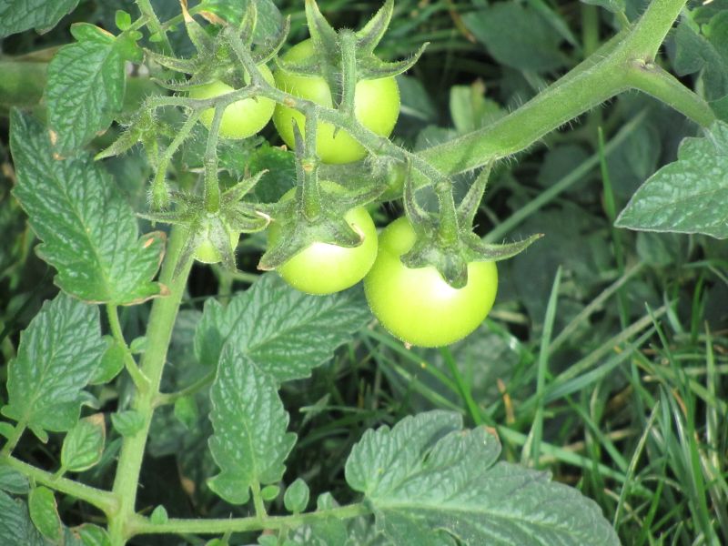 green tomatoes