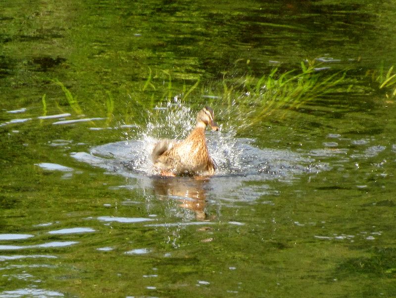 duck taking off