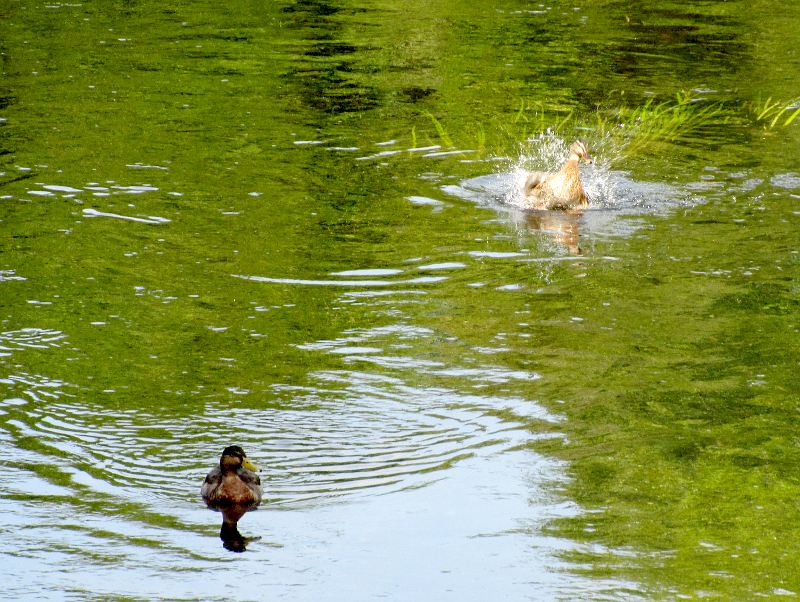 duck taking off - full view