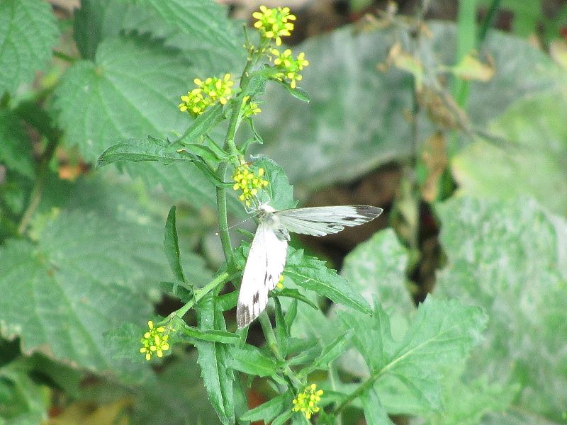 unidentified butterfly