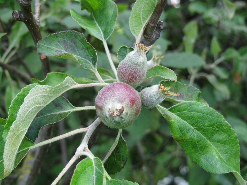 Immature crab apples