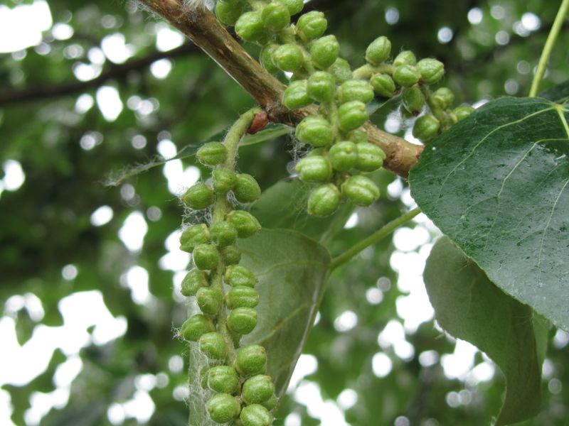 young Linden tree fruit