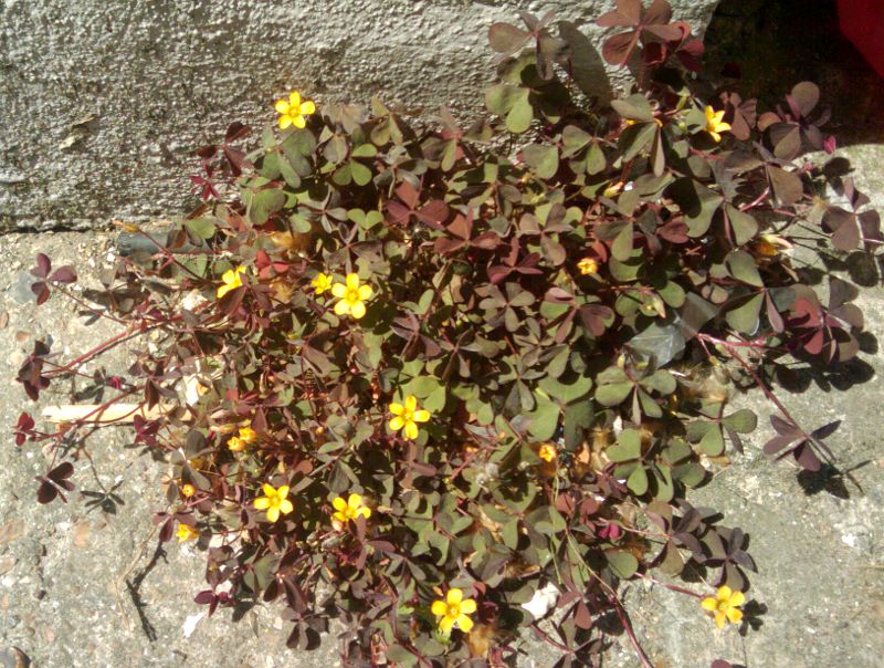 Oxalis Vulcanicola