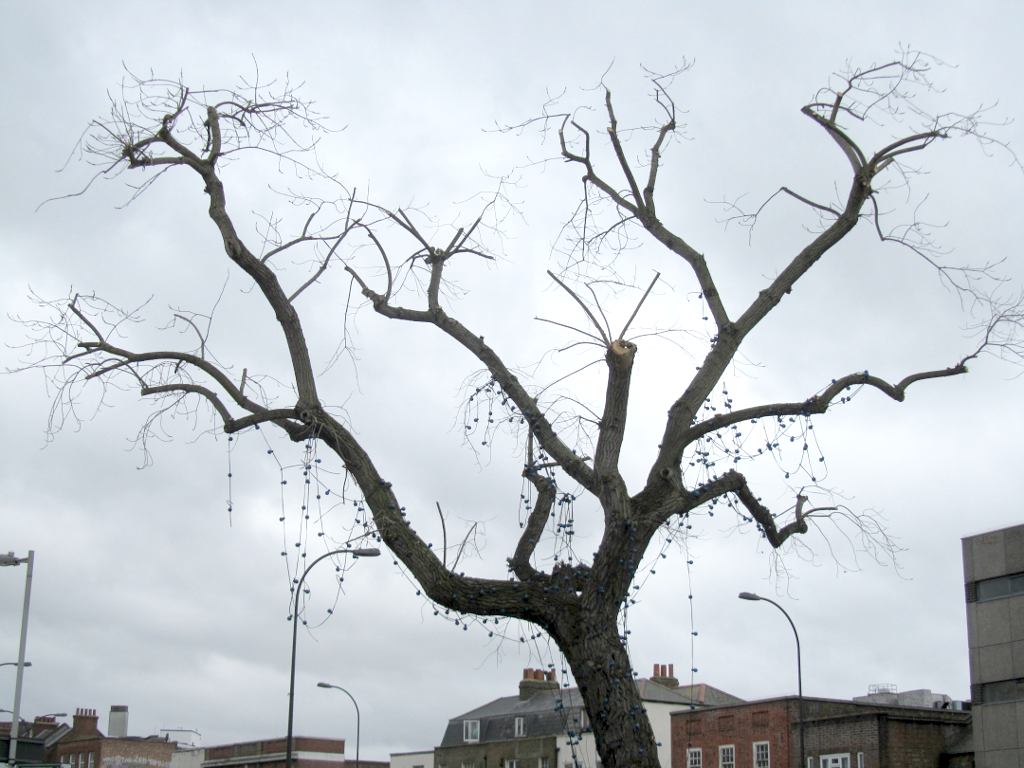 Pruned tree and pruned lights