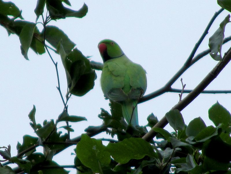 Ring necked parakeet