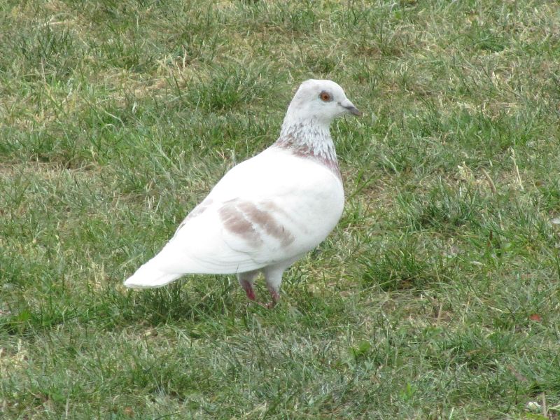 white pigeon