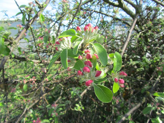 apple blossom buds