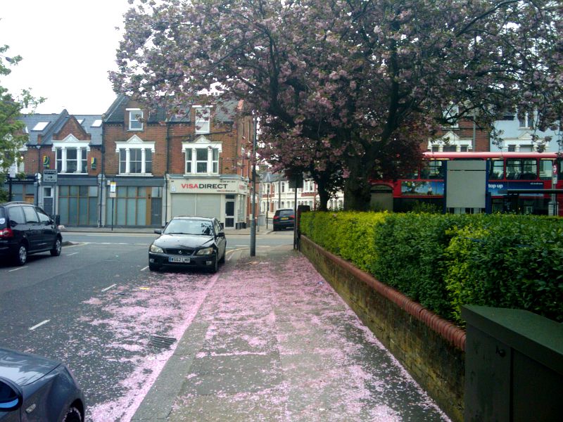 a carpet of blossom