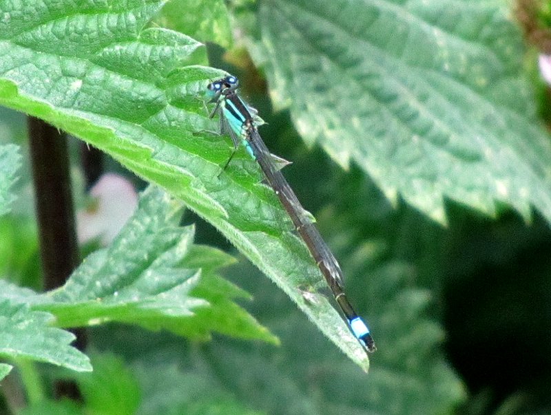 dragonfly, or mayfly on a nettle leaf