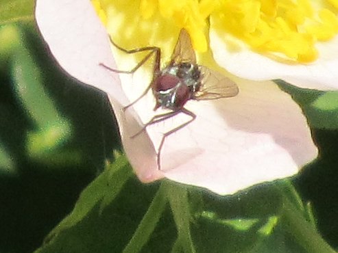 Red eyed fly in dog rose flower
