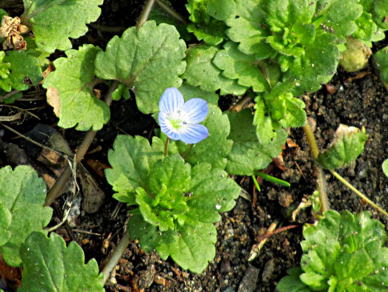 Forget-me-nots - I think