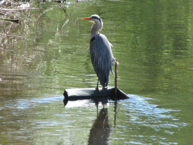 Heron on the River Wandle