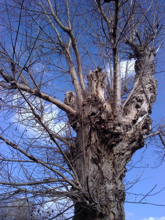 Decaying tree in St Georges park, Earlsfield