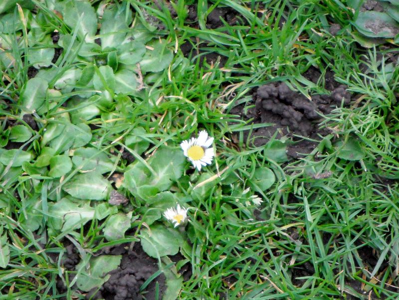 daisy flowering in January