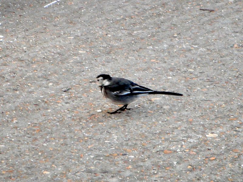 Wagtail (I think)