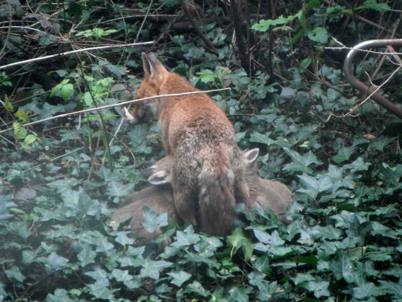 vixen and cubs through a dirty window !