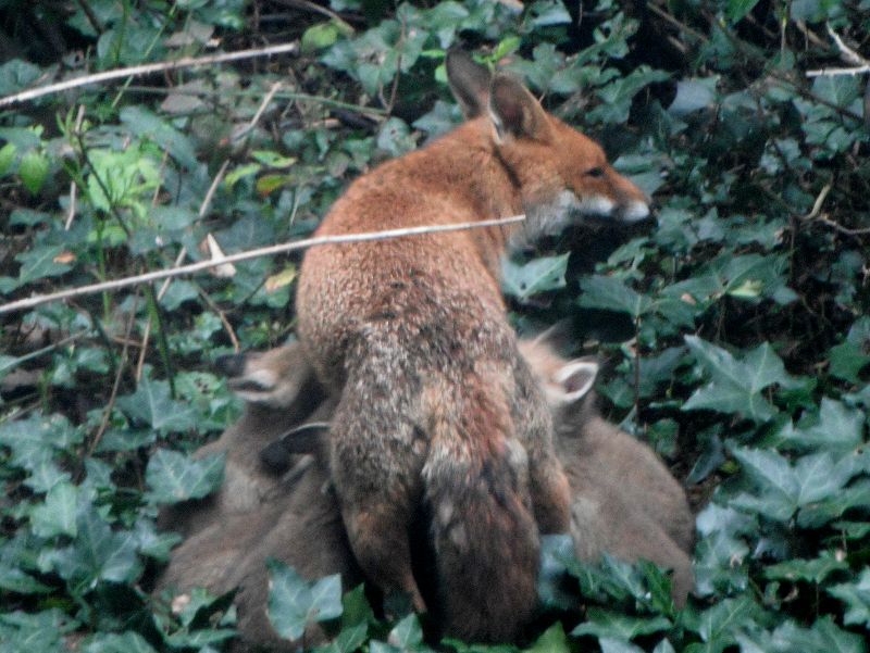 vixen and cubs